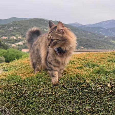 Holiday home Sarl Aurore-vacances *