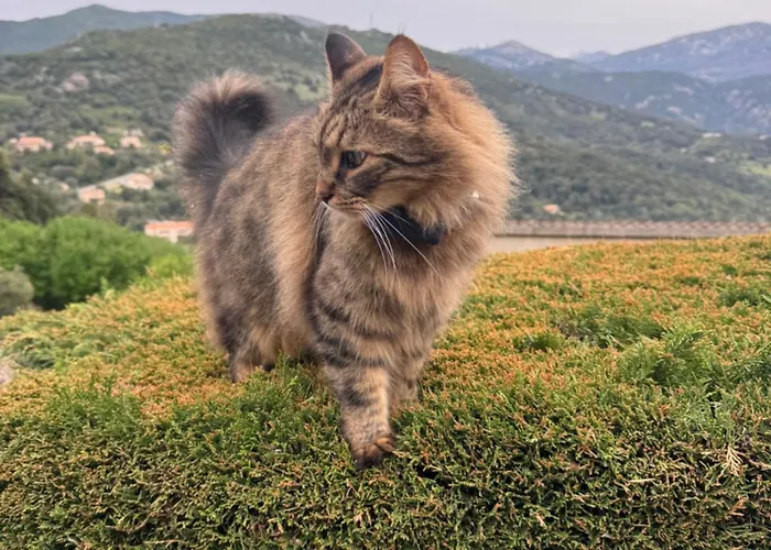 Holiday home Sarl Aurore-vacances *